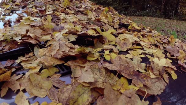 Slow motion shot van gevallen herfstbladeren op voorruit van een auto op park - Video