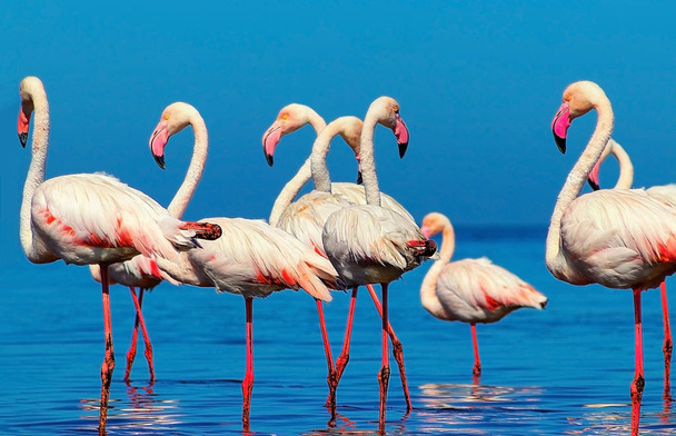 Wilde Afrikaanse vogels. Groep Afrikaanse witte flamingo vogels en hun reflectie op het blauwe water.  - Foto, afbeelding