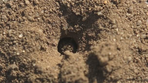 Jonge honingbij, die uit een ei komt, gluurt uit een gat in de grond waar de eieren worden gelegd. Macro-view van insecten in het wild - Video