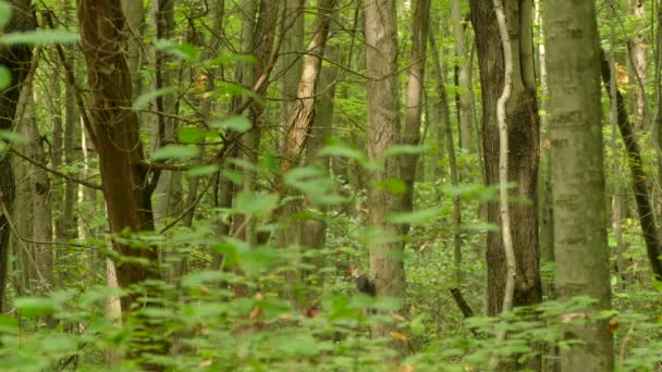 Floresta folha bastante decídua com luz suave é o lar de pilate pica-pau
 - Filmagem, Vídeo