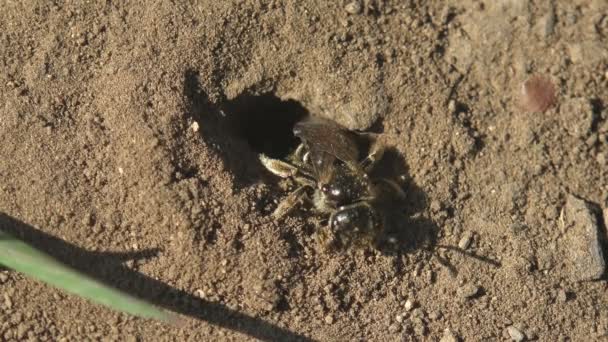 Młody pszczółka, wylęgająca się z jaja, wydziera się z dziury w ziemi, gdzie jaja są składane. Makro widok owadów w dzikiej przyrodzie - Materiał filmowy, wideo