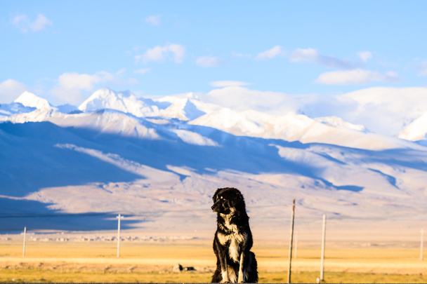 Tibetský mastif - Fotografie, Obrázek