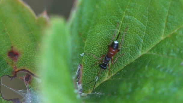 Die kleine junge Wespe sitzt auf einem grünen Blatt Walderdbeere im Wald. Makro-Ansicht von Insekten - Filmmaterial, Video