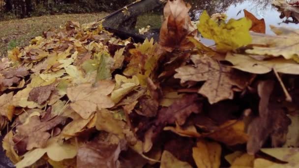 Zpomalený záběr spadlého podzimního listí na čelním skle auta na parkovišti - Záběry, video
