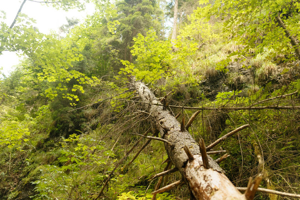 Fallen tree in a mountain forest in summer - Fotoğraf, Görsel