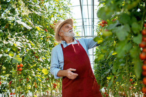 Serada domates yetiştiren kıdemli adam. - Fotoğraf, Görsel