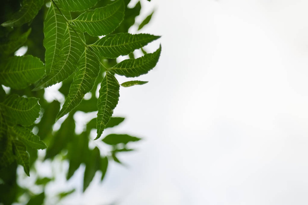 Close-up da natureza vista folha verde no fundo céu claro branco
 - Foto, Imagem