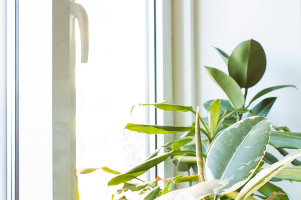 Ficus and other houseplants on the windowsill closeup - Photo, Image