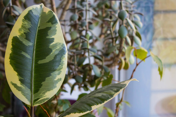 Ficus and other houseplants on the windowsill closeup - Foto, imagen