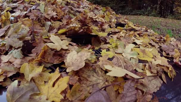 Αργή κίνηση πυροβόλησε πεσμένα φύλλα του φθινοπώρου στο παρμπρίζ ενός αυτοκινήτου στο πάρκο - Πλάνα, βίντεο