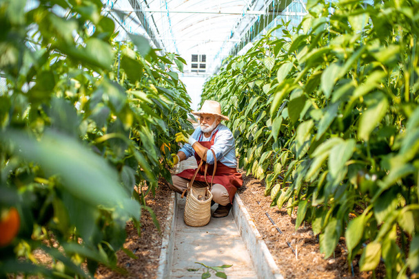 農場でピーマンを収穫する上院議員 - 写真・画像