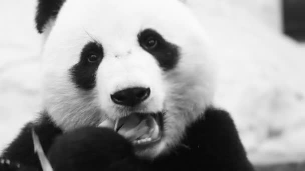 Bello carino maschio panda mangiare albero di bambù a colazione al mattino sole
 - Filmati, video
