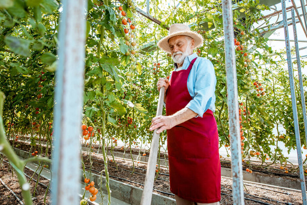 Senior man growing tomatoes in the hothouse - Valokuva, kuva