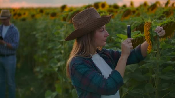 Husband and wife on the sunflowers field in nature at sunset - Video