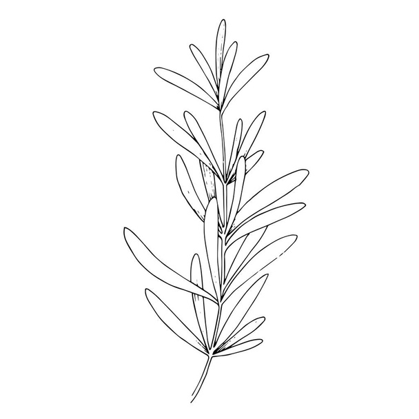 Vector Herbal floral foliage. Black and white engraved ink art. Isolated herbal illustration element. - Vector, Image