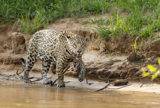 Lähikuvaa Jaguarista kävelemässä joenrannalla
 - Valokuva, kuva