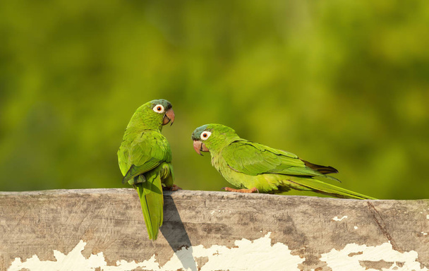 Žlutí papoušci sedící na dřevěném plotě - Fotografie, Obrázek