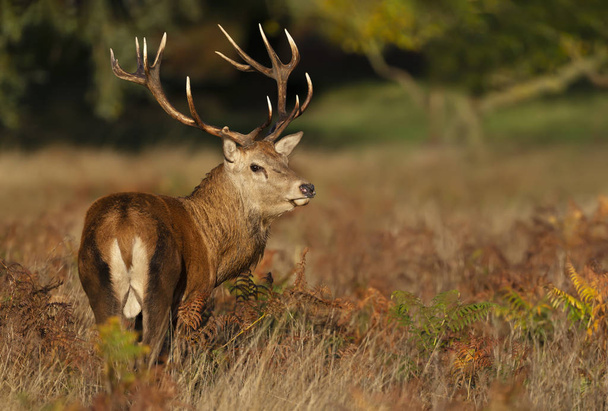 Close-up of a red deer stag at sunrise - Photo, Image