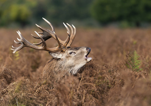 Sonbaharda rutting sezonunda kırmızı geyik geyik arama - Fotoğraf, Görsel