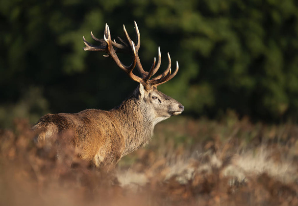 Zbliżenie jelenia czerwonego podczas sezonu rutynowego - Zdjęcie, obraz