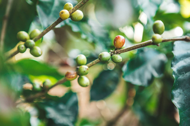 Cuba: Chicchi di caffè che maturano su un albero
. - Foto, immagini