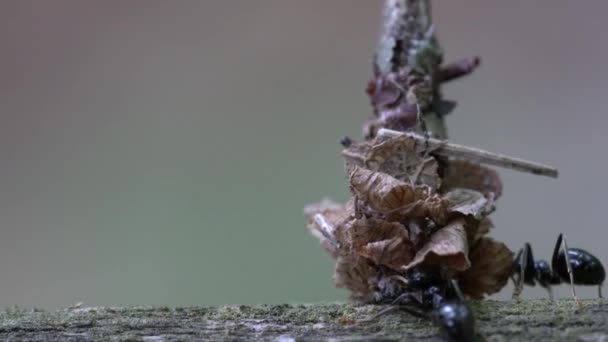Karıncalar yaprakların arasında gizlenmiş böceğe saldırır. - Video, Çekim