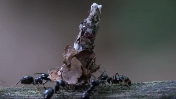Mieren vallen insecten aan die verborgen zijn in wigwam van bladeren - Video