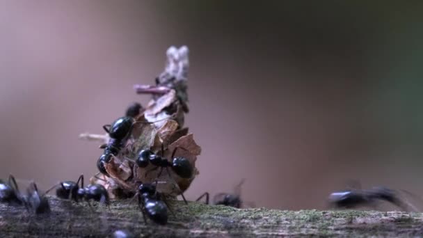 Mieren vallen insecten aan die verborgen zijn in wigwam van bladeren - Video