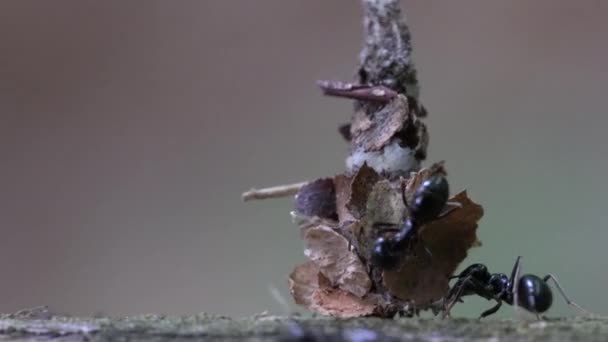 Mrówki ujawniają owady ukryte w wigwam liści - Materiał filmowy, wideo