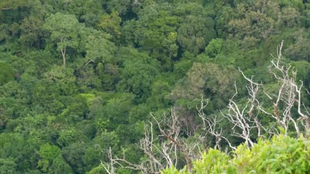 Zöld egzotikus fák koronái a trópusi esőerdőkben, föntről fúj a szél. Fényes, egzotikus trópusi dzsungel. Buja lombozat elvont természetes sötét zöld növényzet háttér. - Felvétel, videó