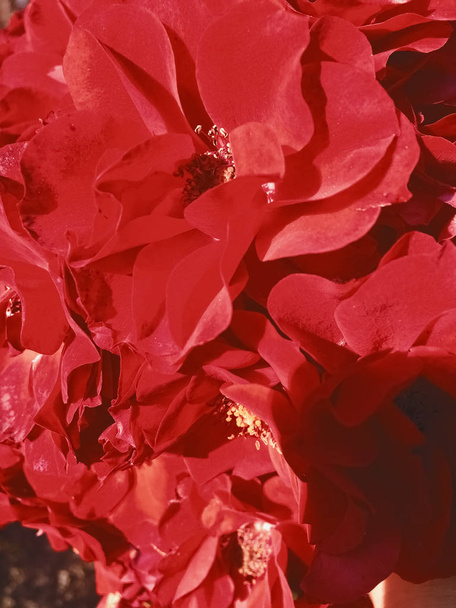 Czerwony kwitnący ogród Róża Kwiat o zachodzie słońca, kwiatowy piękno backgro - Zdjęcie, obraz
