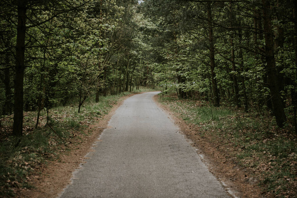 Sunny Path through a Forest in summer time - Fotoğraf, Görsel