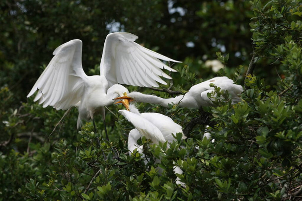 A Great Egret a fiókáit a floridai Saint Augustine-ban fészkeli be.. - Fotó, kép