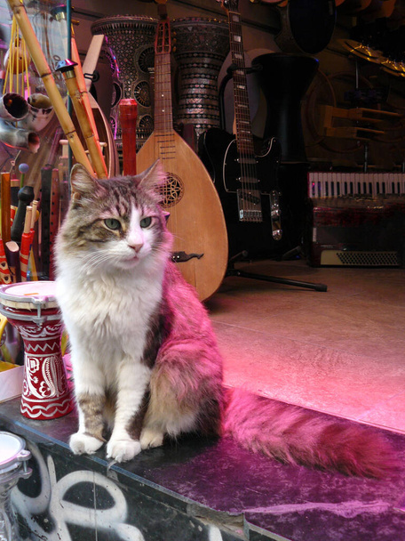 Gros plan portrait de chat de rue
 - Photo, image