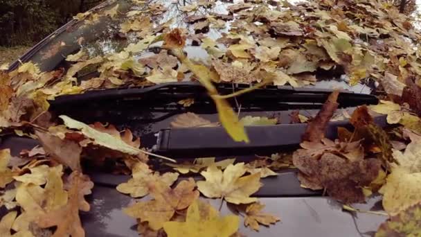 Slow motion shot van gevallen herfstbladeren op voorruit van een auto op park - Video