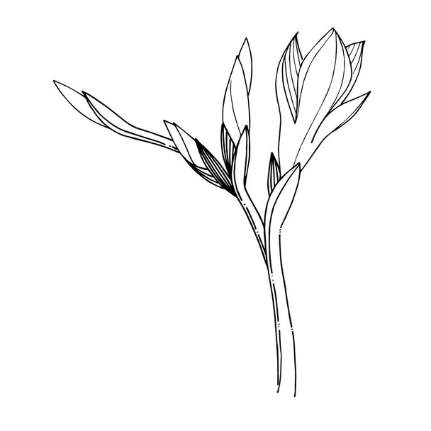 Vektör Freesia çiçekli botanik çiçeği. Siyah beyaz işlemeli mürekkep sanatı. İzole edilmiş frezya illüstrasyon ögesi. - Vektör, Görsel