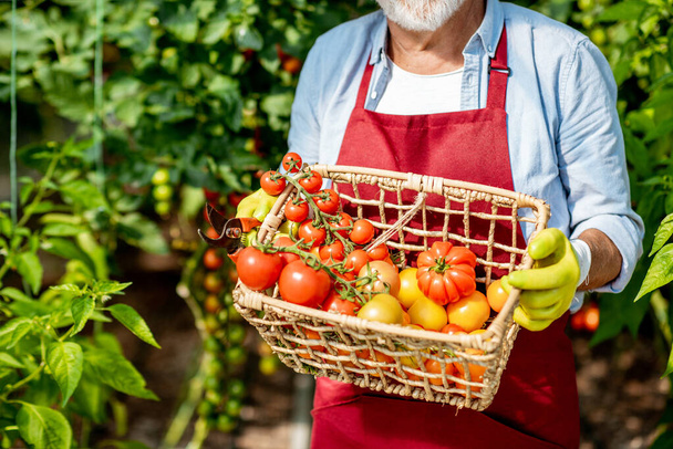 Holding basket full of tomato harvest - Photo, Image