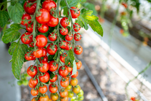 Branche avec beaucoup de tomates en croissance
 - Photo, image