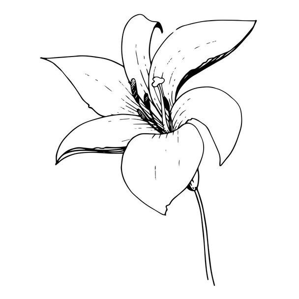Vektorlilie blumige botanische Blume. Schwarz-weiß gestochene Tuschekunst. Isoliertes Lilium-Illustrationselement. - Vektor, Bild