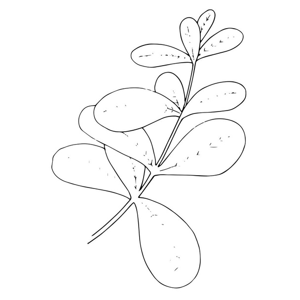 Vector Herbal floral foliage. Black and white engraved ink art. Isolated herbal illustration element. - Vektör, Görsel