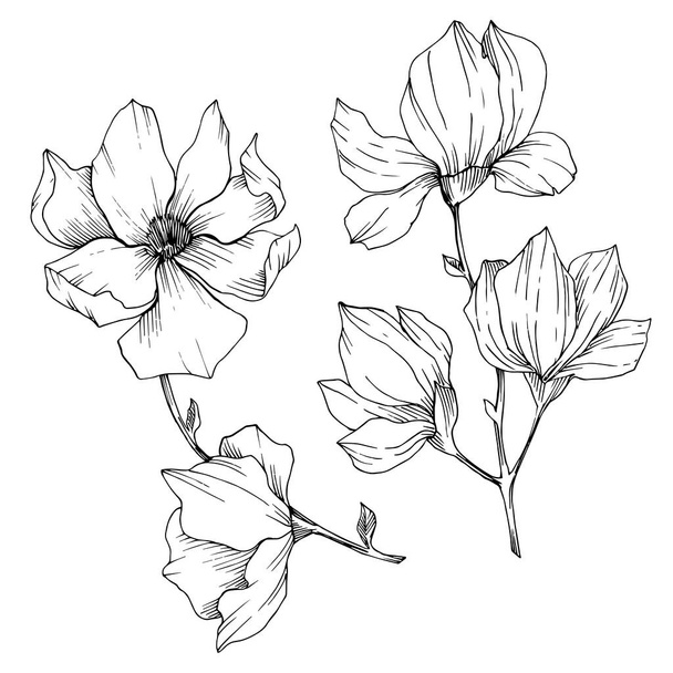 Wektor Magnolia kwiatowe kwiaty botaniczne. Czarno-biała grawerowana sztuka tuszu. Izolowany element ilustracji magnolii. - Wektor, obraz