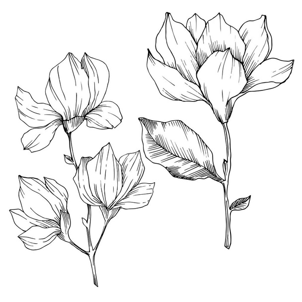 Vector Magnolia floral botanical flowers. Black and white engraved ink art. Isolated magnolia illustration element. - Vektör, Görsel