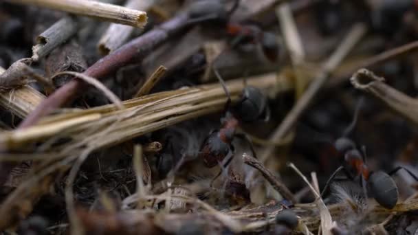 hormigas colectiva construir hormiguero
 - Metraje, vídeo