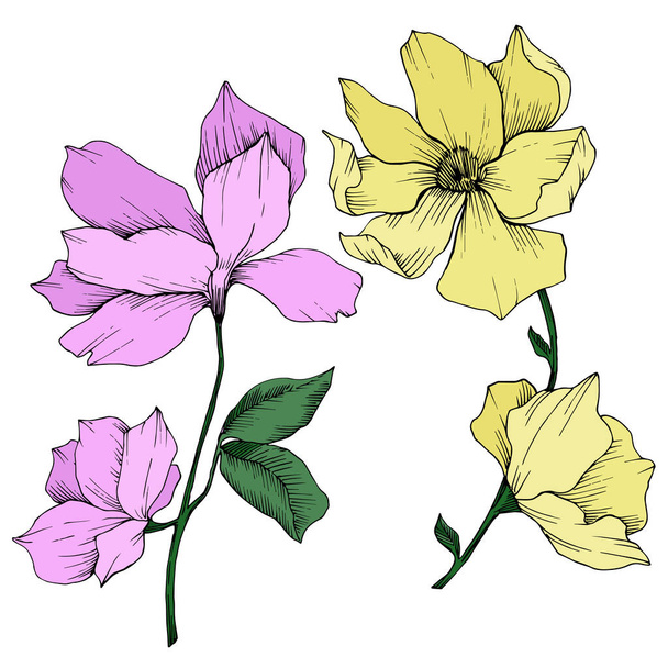 Vector Magnolia flores botánicas florales. Tinta grabada en blanco y negro. Elemento ilustrativo de magnolia aislada
. - Vector, Imagen