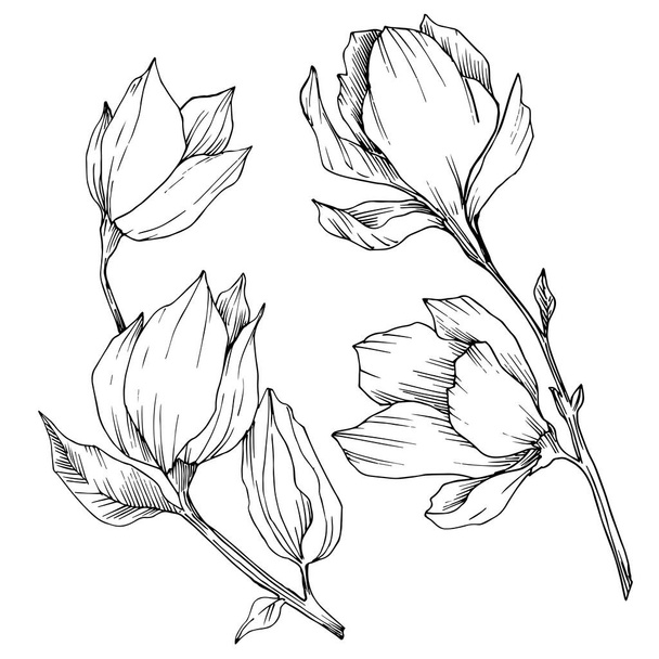 Magnolia vektor virágos botanikai virágok. Fekete-fehér vésett tinta művészet. Izolált magnólia illusztrációs elem. - Vektor, kép