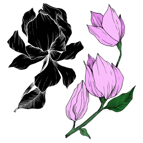 Vektormagnolie mit botanischen Blüten. Schwarz-weiß gestochene Tuschekunst. isolierte Magnolie Illustrationselement. - Vektor, Bild