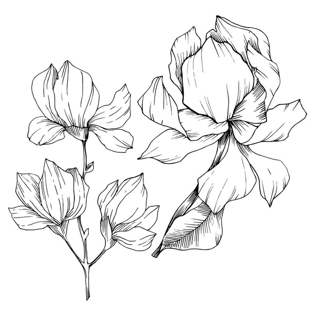 Vector Magnolia flores botânicas florais. Tinta gravada a preto e branco. Elemento de ilustração de magnólia isolada
. - Vetor, Imagem