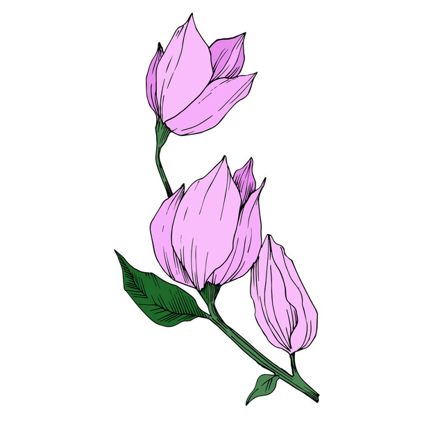 Vecteur Magnolia fleurs botaniques florales. Encre gravée en noir et blanc. Elément d'illustration magnolia isolé
. - Vecteur, image