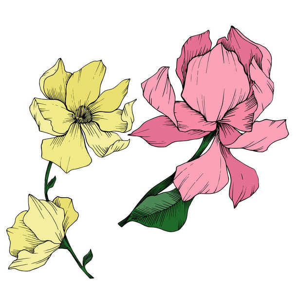 Vector Magnolia floral botanical flowers. Black and white engraved ink art. Isolated magnolia illustration element. - Vecteur, image