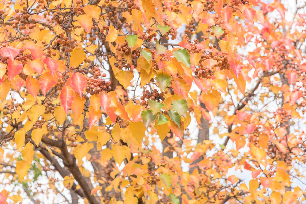 Zöld, narancs, sárga, piros őszi levelek színe Bradford körte vagy Pyrus calleryana fa Amerikában - Fotó, kép